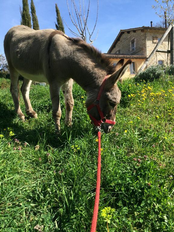 Agriturismo L'Oca Blu Gubbio Bagian luar foto